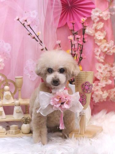 20250316HONEYちゃん